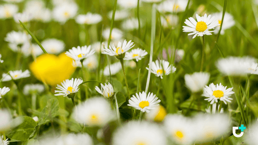 Beyond Antihistamines: Supporting Immune Balance with NAD+ This Spring